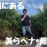 沖縄の美らヘナ®︎畑に刈り取り&加工工場の視察に行ってきました