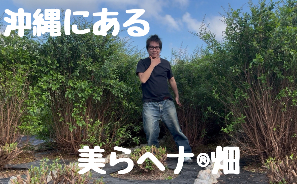 沖縄の美らヘナ®︎畑に刈り取り&加工工場の視察に行ってきました